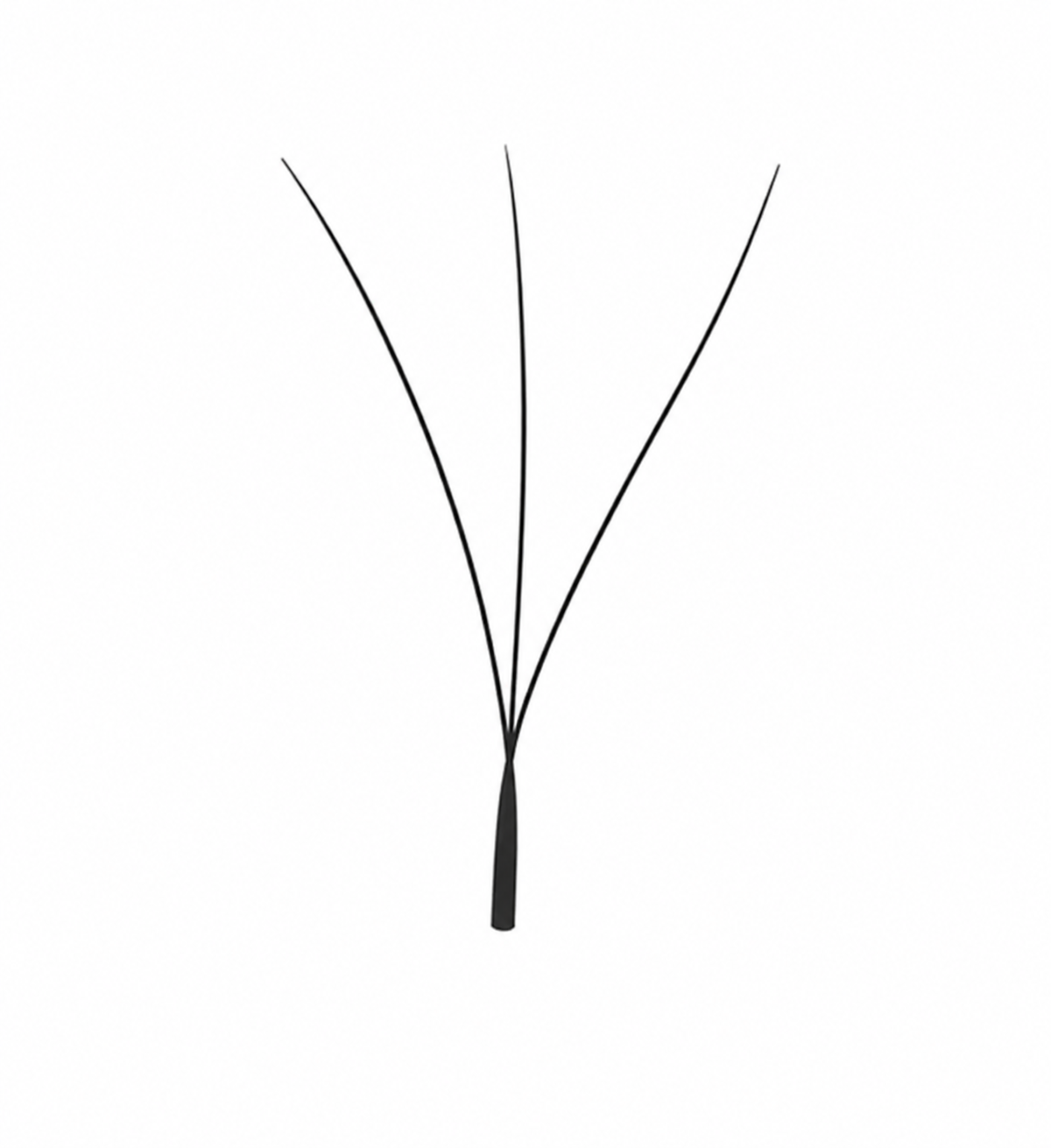 3D W Lash Extensions BY – 0.07 CC Mixed Tray | Pro Volume Fans
